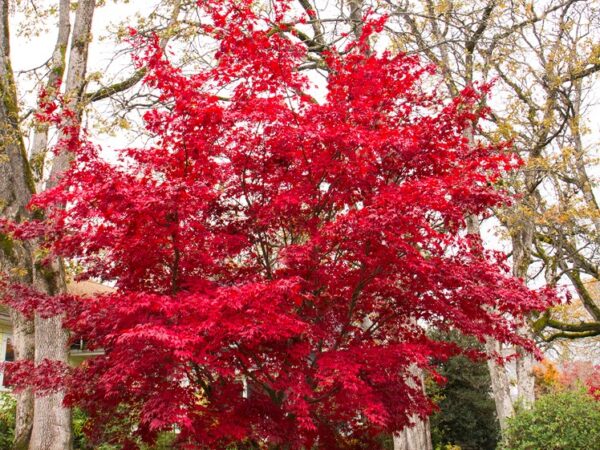 Maple, Japanese Bloodgood - Image 2