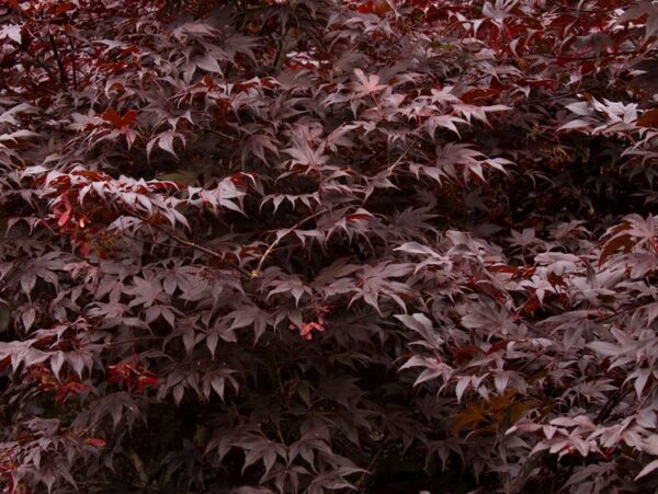 Maple, Japanese Bloodgood - Image 3