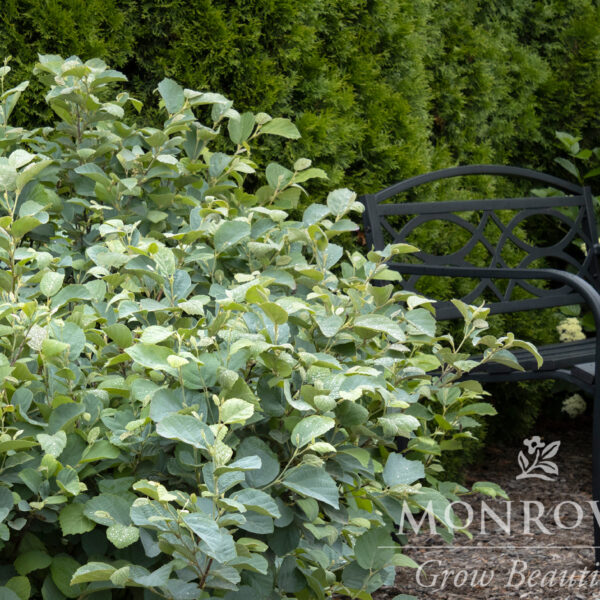 Fothergilla, Blue Shadow