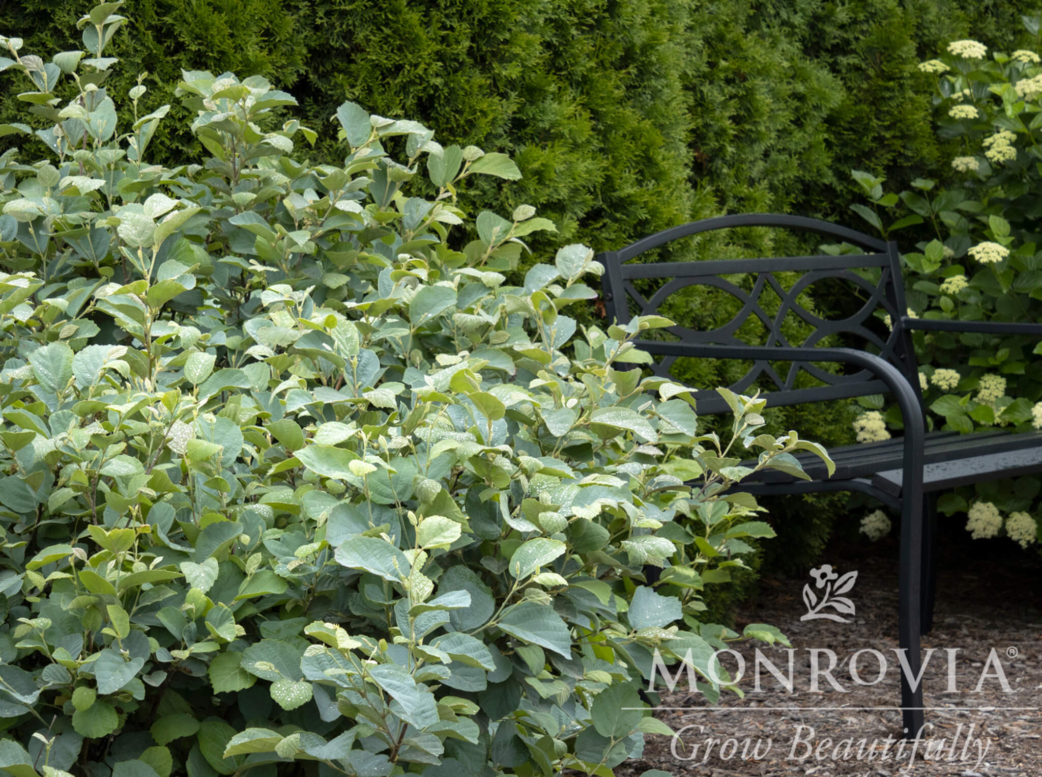 Fothergilla, Blue Shadow