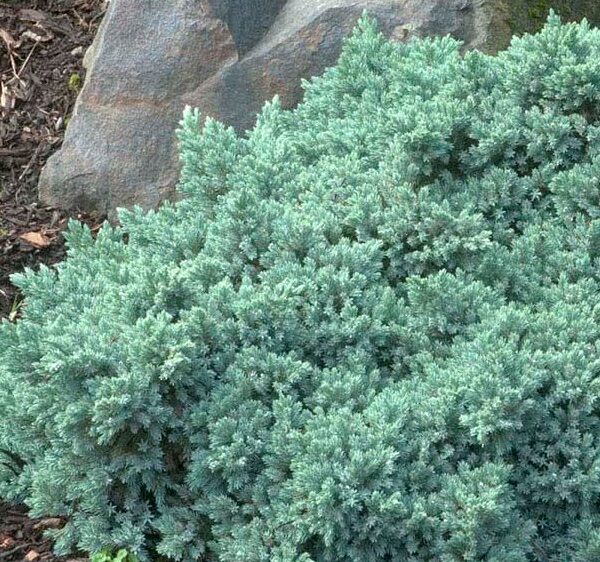 Juniper, Blue Star
