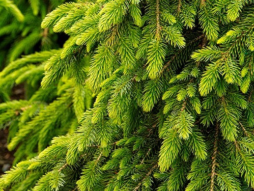 Spruce, Serbian Bruns Weeping