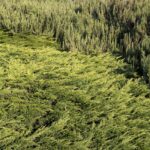 Juniper, Calgary Carpet