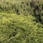 Juniper, Calgary Carpet