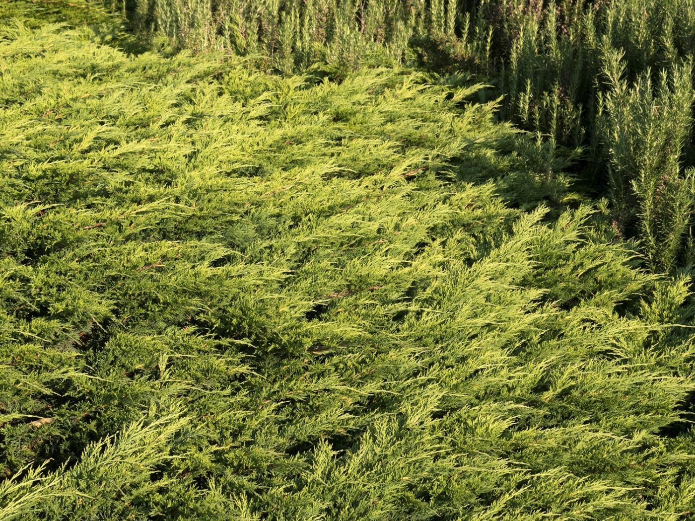 Juniper, Calgary Carpet Campbells Nursery