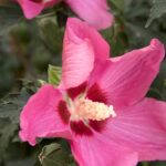 Althea, Chateau de Chambord