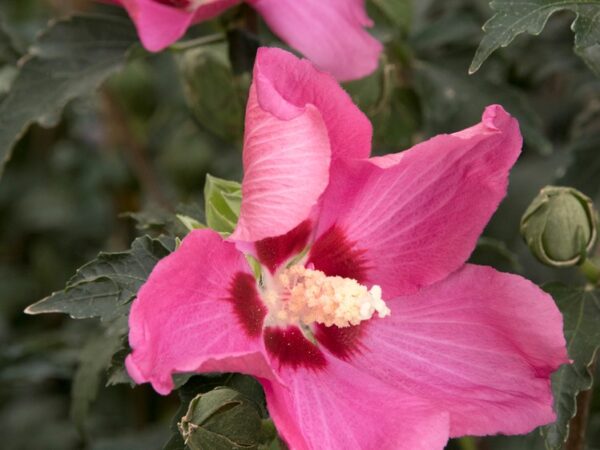 Althea, Chateau de Chambord