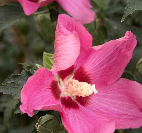 Althea, Chateau de Chambord
