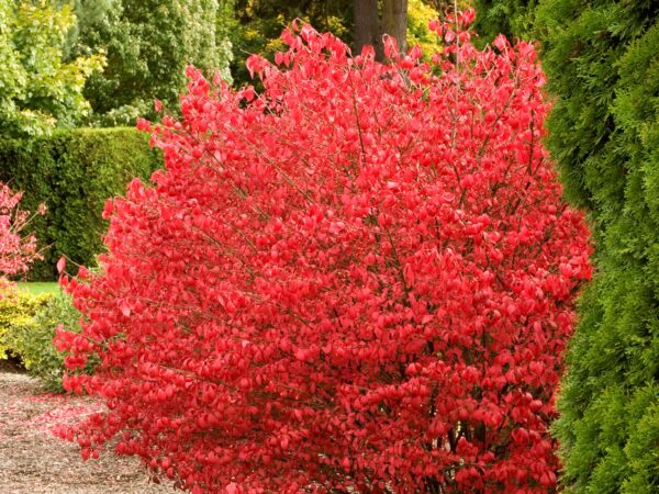Burning Bush, Coles Compact