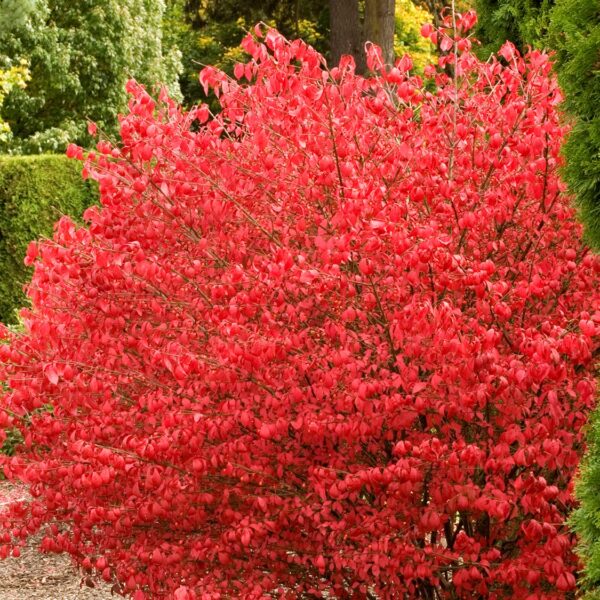 Burning Bush, Coles Compact