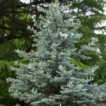 Spruce, Colorado Blue