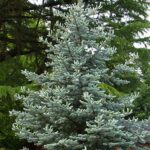 Spruce, Colorado Blue