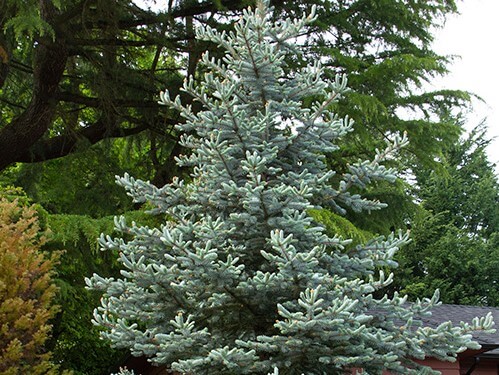 Spruce, Colorado Blue