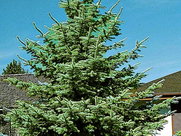 Spruce, Colorado Blue - Image 2