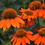 Coneflower, Adobe Orange