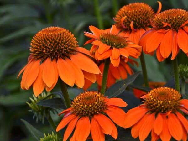 Coneflower, Adobe Orange