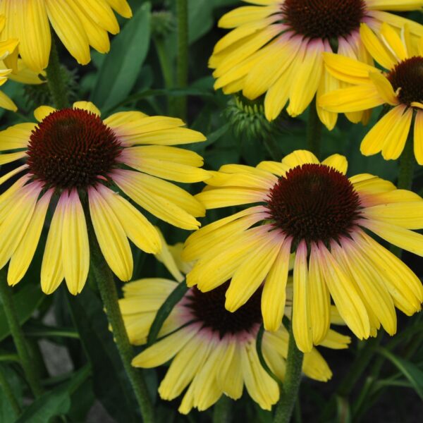 Coneflower, Rainbow Marcella