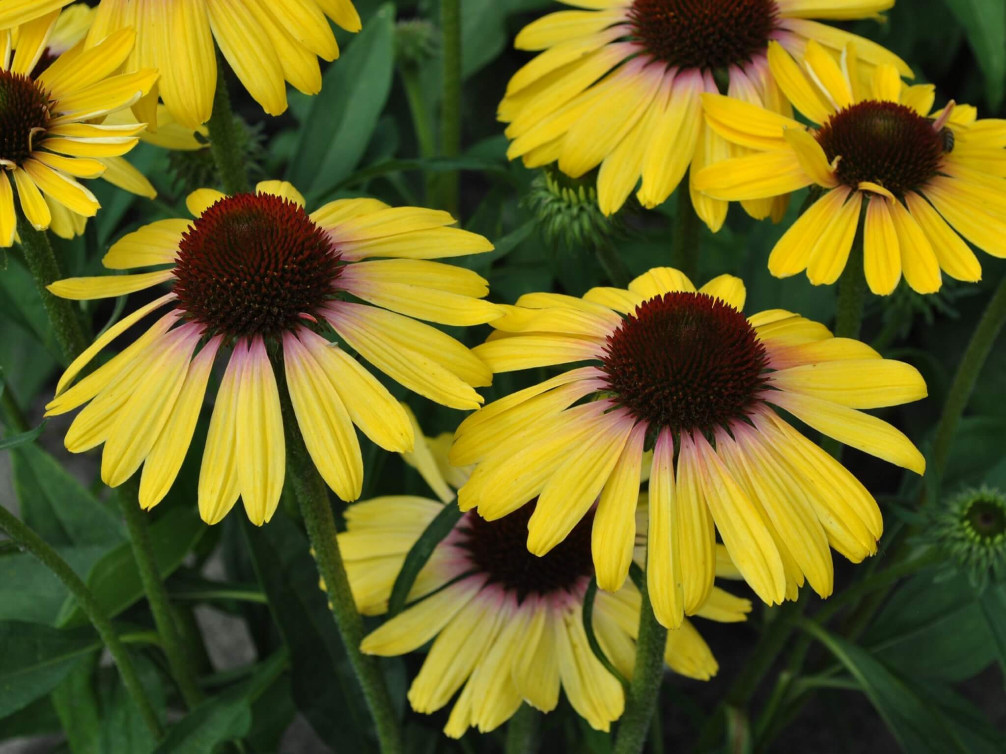 Coneflower, Rainbow Marcella