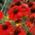 Coneflower, Sombrero Salsa Red