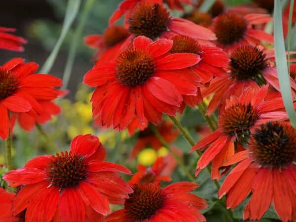 Coneflower, Sombrero Salsa Red
