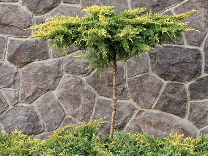 Juniper, Daub's Frosted Campbell's Nursery