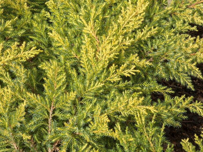 Juniper, Daub's Frosted Campbell's Nursery