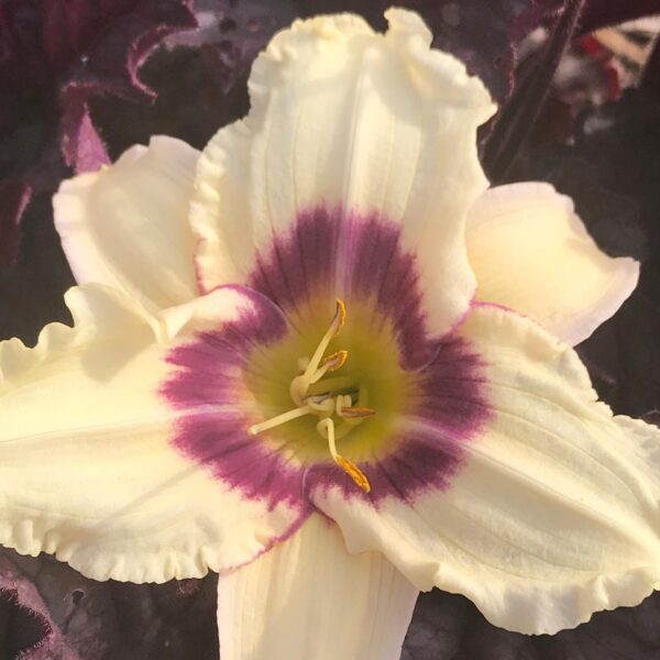 Daylily, Pandora's Box
