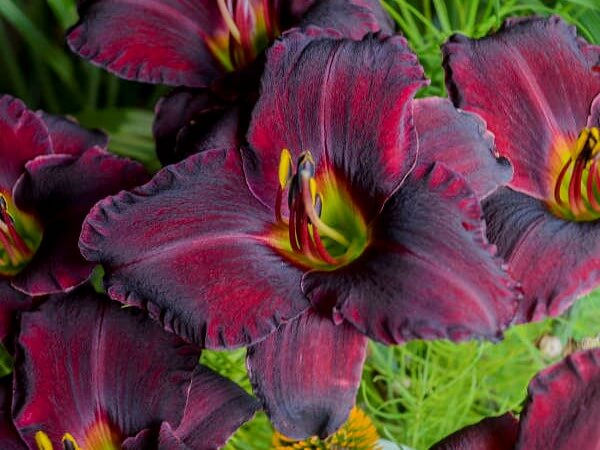 Daylily, Raspberry Suede