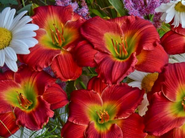 Daylily, Red Hot Returns