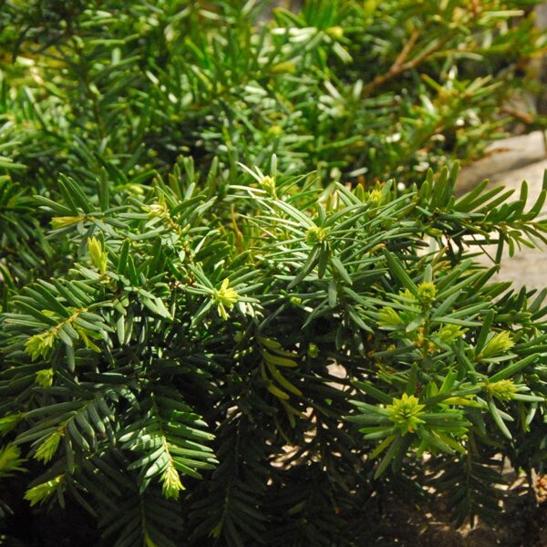Yew, Densiformis