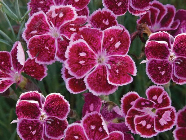 Dianthus, Fire and Ice