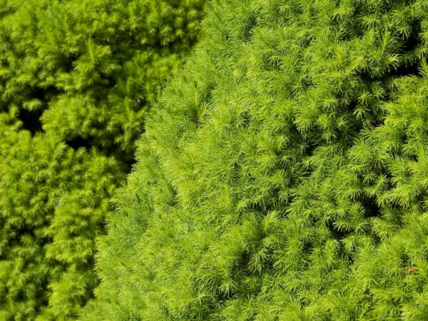 Spruce, White Dwarf Alberta - Image 4