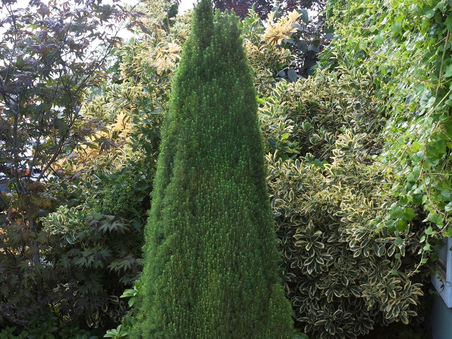 Spruce, White Dwarf Alberta