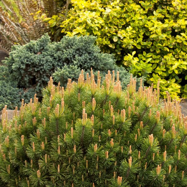 Pine, Mugo Pumilio