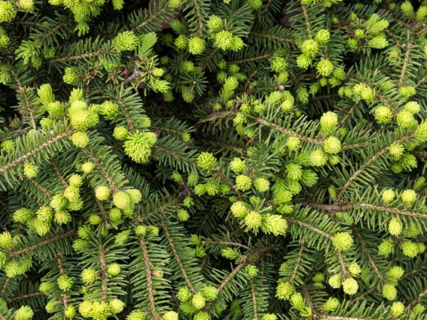 Spruce, Norway Dwarf - Image 2