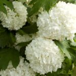 Viburnum, Eastern Snowball