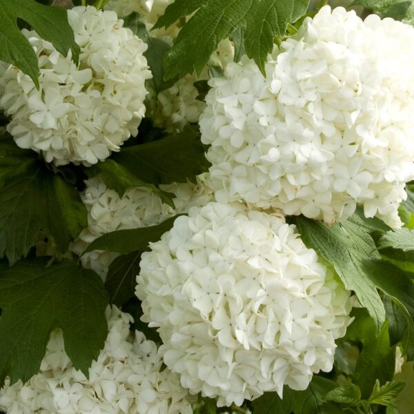 Viburnum, Eastern Snowball