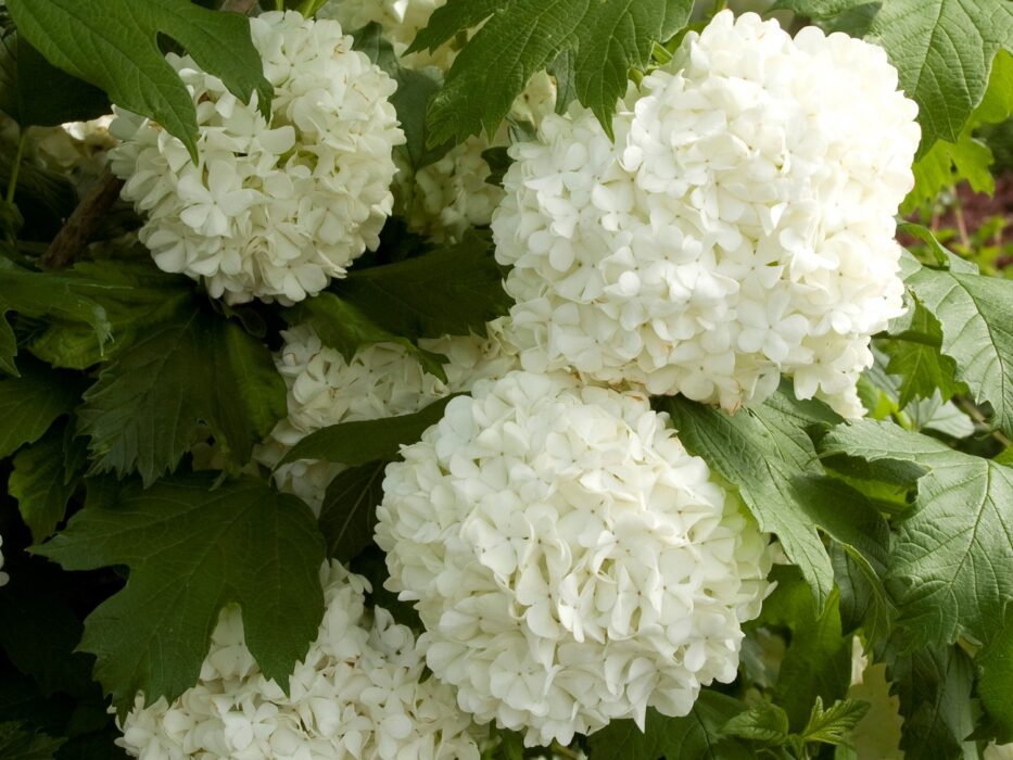 Viburnum, Eastern Snowball Campbell's Nursery