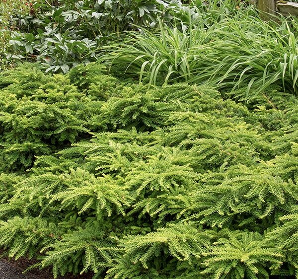 Yew, Japanese Emerald Spreader