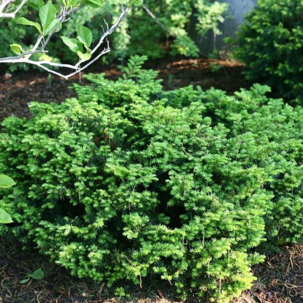 Yew, Everlow