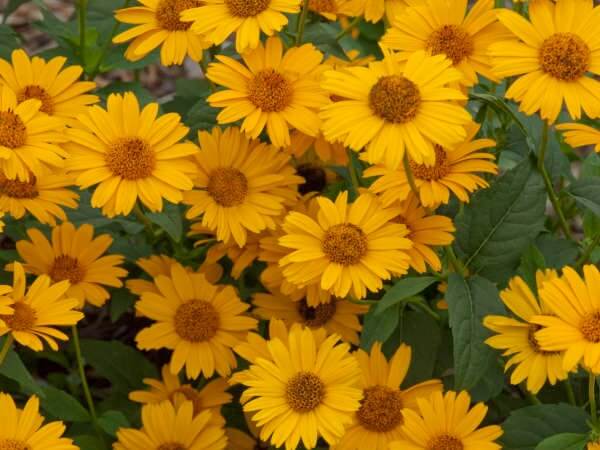 False Sunflower, Tuscan Sun