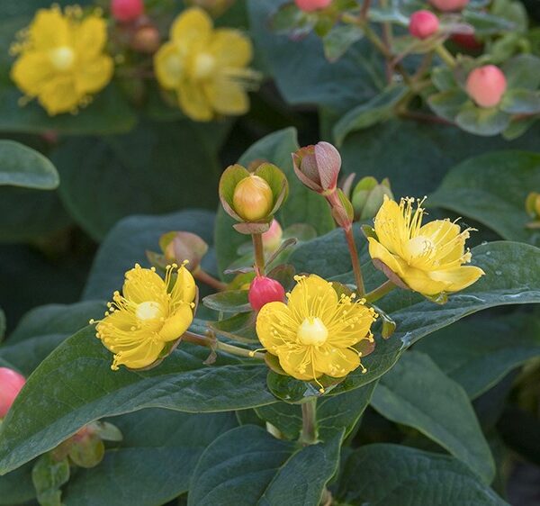St Johnswort, Pinot