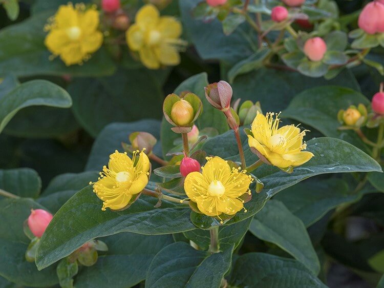 St Johnswort, Pinot