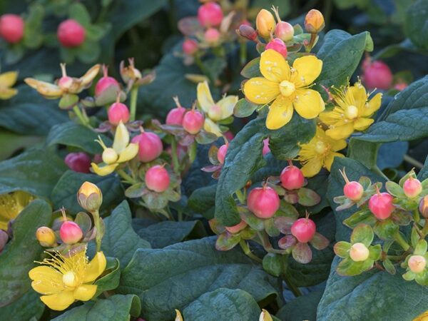 St Johnswort, Rosé - Image 2