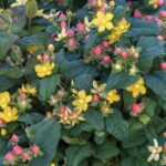 St Johnswort, Rosé