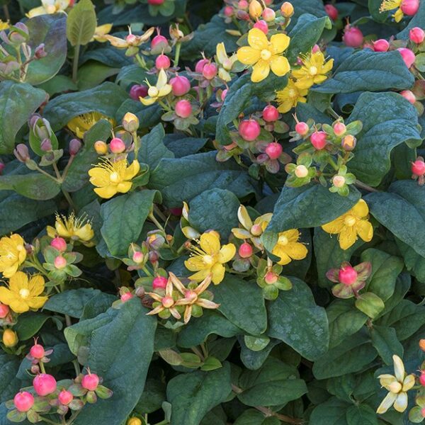 St Johnswort, Rosé