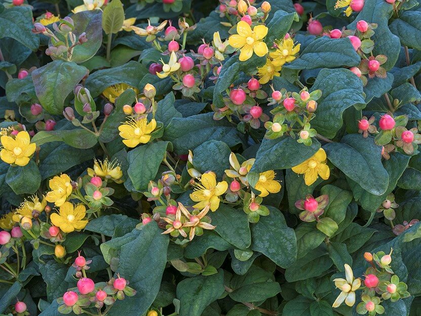 St Johnswort, Rosé