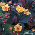 St Johnswort, Sangria