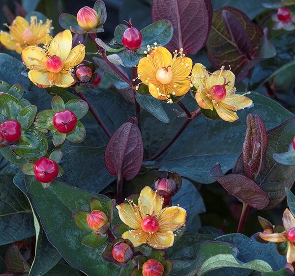 St Johnswort, Sangria