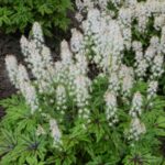 Foamflower, Cutting Edge